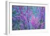 Redbud River Abstract-Vincent James-Framed Photographic Print