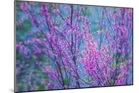 Redbud River Abstract-Vincent James-Mounted Photographic Print