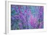 Redbud River Abstract-Vincent James-Framed Photographic Print