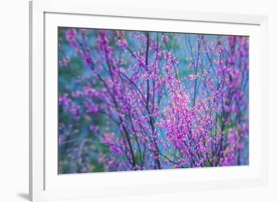 Redbud River Abstract-Vincent James-Framed Photographic Print