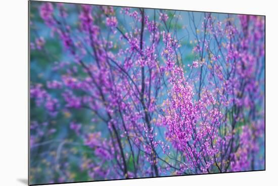 Redbud River Abstract-Vincent James-Mounted Photographic Print