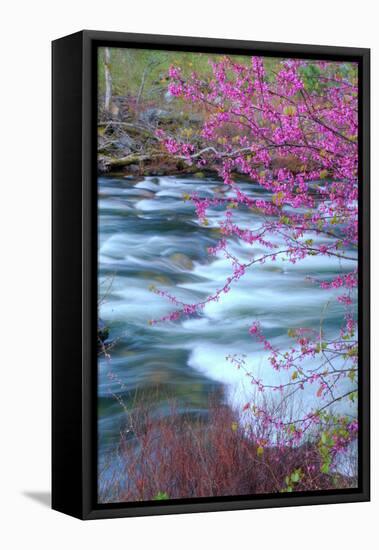 Redbud Riverside-Vincent James-Framed Stretched Canvas