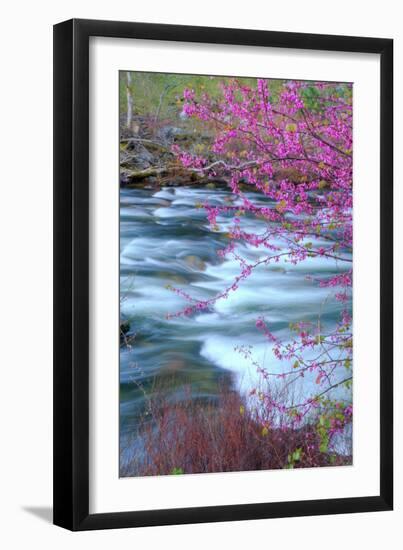 Redbud Riverside-Vincent James-Framed Premium Photographic Print