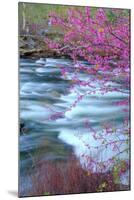 Redbud Riverside-Vincent James-Mounted Premium Photographic Print