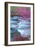 Redbud Riverside-Vincent James-Framed Photographic Print