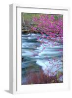 Redbud Riverside-Vincent James-Framed Photographic Print