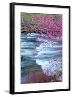 Redbud Riverside-Vincent James-Framed Photographic Print