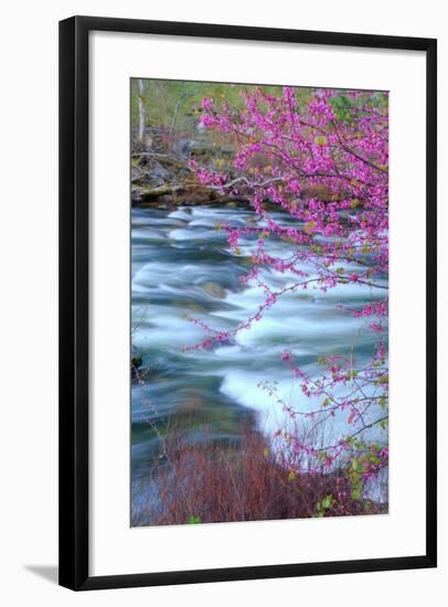 Redbud Riverside-Vincent James-Framed Photographic Print