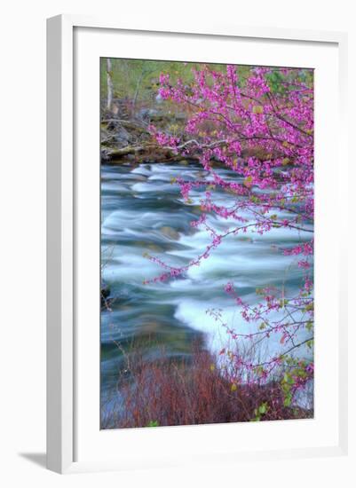 Redbud Riverside-Vincent James-Framed Photographic Print