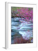 Redbud Riverside-Vincent James-Framed Photographic Print