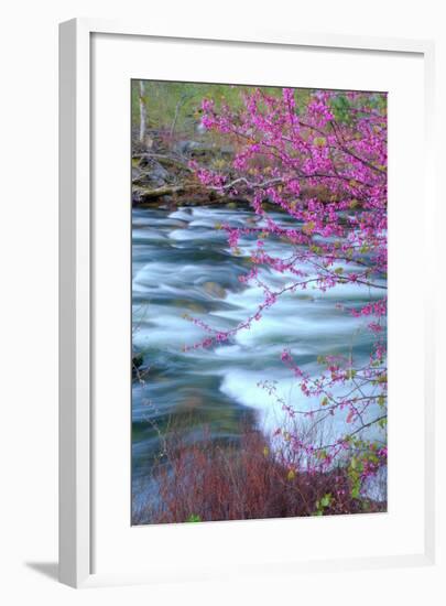 Redbud Riverside-Vincent James-Framed Photographic Print