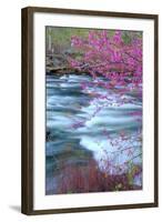 Redbud Riverside-Vincent James-Framed Photographic Print