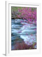 Redbud Riverside-Vincent James-Framed Photographic Print