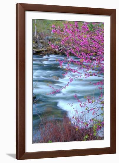 Redbud Riverside-Vincent James-Framed Photographic Print