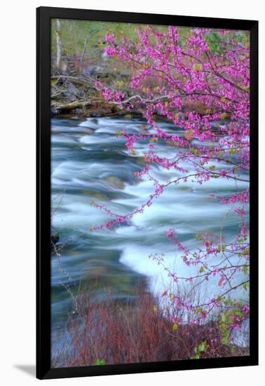 Redbud Riverside-Vincent James-Framed Photographic Print