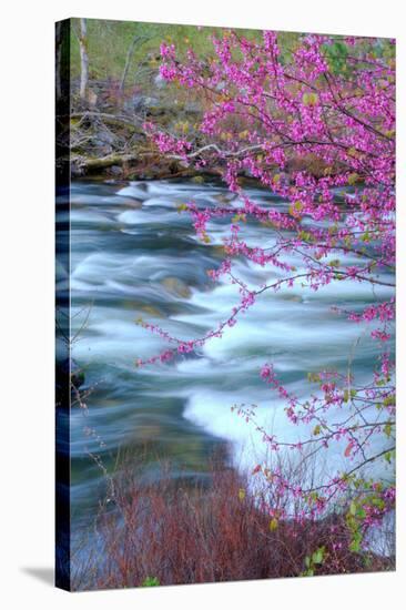 Redbud Riverside-Vincent James-Stretched Canvas