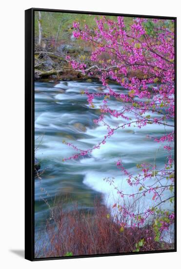 Redbud Riverside-Vincent James-Framed Stretched Canvas