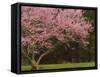 Redbud Tree in bloom, Manassas National Battlefield Park, Virginia, USA-Corey Hilz-Framed Stretched Canvas