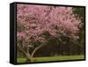 Redbud Tree in bloom, Manassas National Battlefield Park, Virginia, USA-Corey Hilz-Framed Stretched Canvas