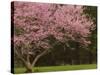 Redbud Tree in bloom, Manassas National Battlefield Park, Virginia, USA-Corey Hilz-Stretched Canvas