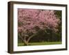 Redbud Tree in bloom, Manassas National Battlefield Park, Virginia, USA-Corey Hilz-Framed Photographic Print