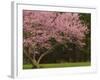 Redbud Tree in bloom, Manassas National Battlefield Park, Virginia, USA-Corey Hilz-Framed Photographic Print