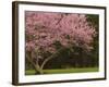 Redbud Tree in bloom, Manassas National Battlefield Park, Virginia, USA-Corey Hilz-Framed Photographic Print