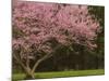 Redbud Tree in bloom, Manassas National Battlefield Park, Virginia, USA-Corey Hilz-Mounted Photographic Print