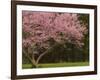 Redbud Tree in bloom, Manassas National Battlefield Park, Virginia, USA-Corey Hilz-Framed Photographic Print