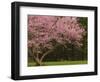 Redbud Tree in bloom, Manassas National Battlefield Park, Virginia, USA-Corey Hilz-Framed Photographic Print