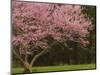 Redbud Tree in bloom, Manassas National Battlefield Park, Virginia, USA-Corey Hilz-Mounted Photographic Print