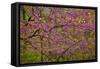 Redbud Tree-null-Framed Stretched Canvas