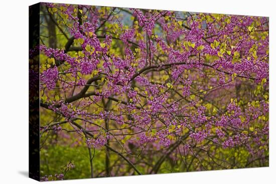 Redbud Tree-null-Stretched Canvas