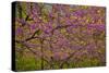 Redbud Tree-null-Stretched Canvas