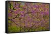 Redbud Tree-null-Framed Stretched Canvas