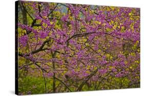 Redbud Tree-null-Stretched Canvas