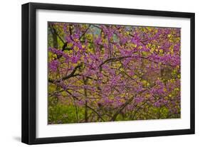 Redbud Tree-null-Framed Photographic Print