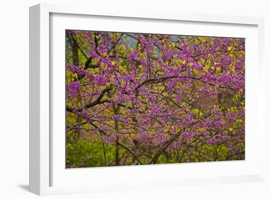 Redbud Tree-null-Framed Photographic Print