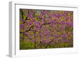 Redbud Tree-null-Framed Photographic Print