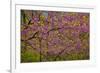 Redbud Tree-null-Framed Photographic Print