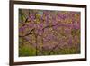 Redbud Tree-null-Framed Photographic Print