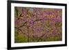 Redbud Tree-null-Framed Photographic Print