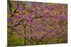 Redbud Tree-null-Mounted Photographic Print