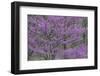 Redbud trees blooms in spring, Marion County, Illinois-Richard & Susan Day-Framed Photographic Print