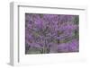 Redbud trees blooms in spring, Marion County, Illinois-Richard & Susan Day-Framed Photographic Print