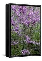 Redbud trees blooms in spring, Marion County, Illinois-Richard & Susan Day-Framed Stretched Canvas