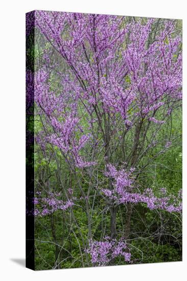 Redbud trees blooms in spring, Marion County, Illinois-Richard & Susan Day-Stretched Canvas