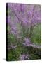 Redbud trees blooms in spring, Marion County, Illinois-Richard & Susan Day-Stretched Canvas