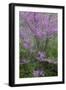 Redbud trees blooms in spring, Marion County, Illinois-Richard & Susan Day-Framed Photographic Print