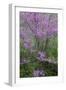 Redbud trees blooms in spring, Marion County, Illinois-Richard & Susan Day-Framed Photographic Print